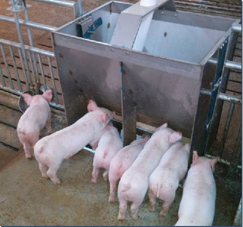 Farming Agriculture Machine - Stainless Steel Double Side Feeder Trough