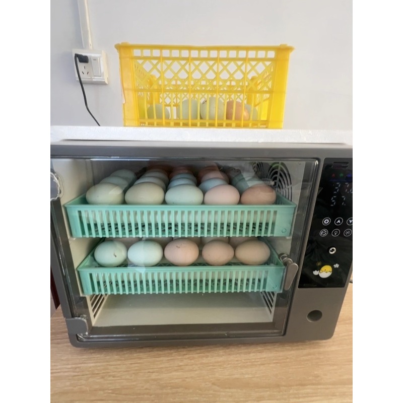 Factory Direct 2026 Fully Auto - Poultry Incubator ulasan dan harga