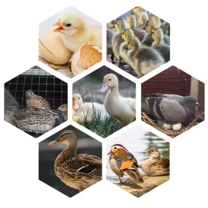 Poultry Egg Incubator Machine  - Poultry Incubator ulasan dan harga